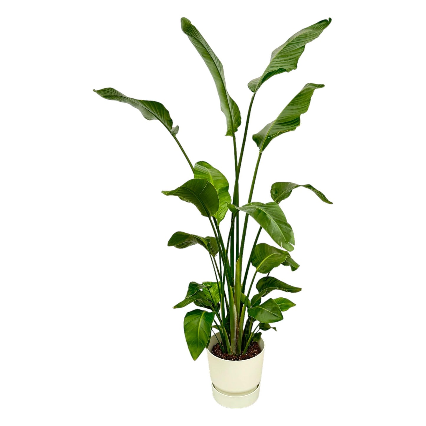 Combo: Strelitzia Nicolai (Greenville Round wit)