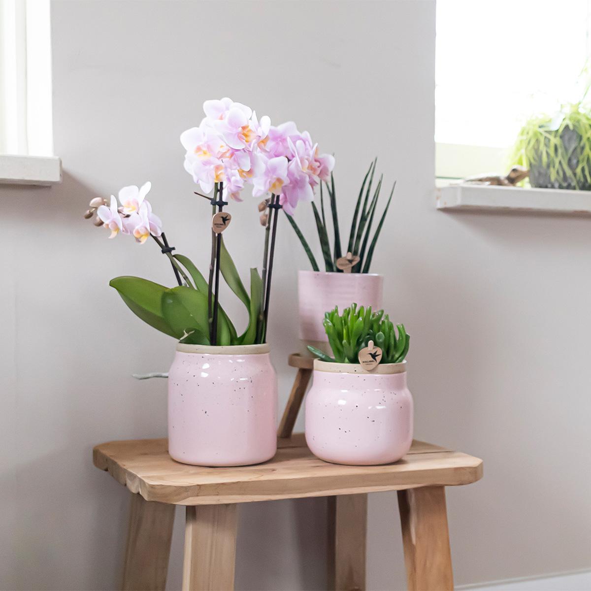 Surprise-box: 4 orchideeën