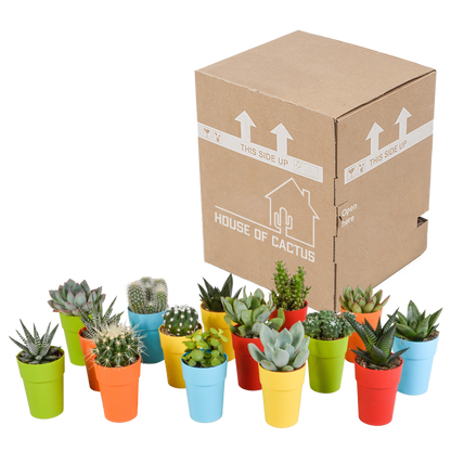 mix: 15 Cacti en vetplanten (plastic potjes)