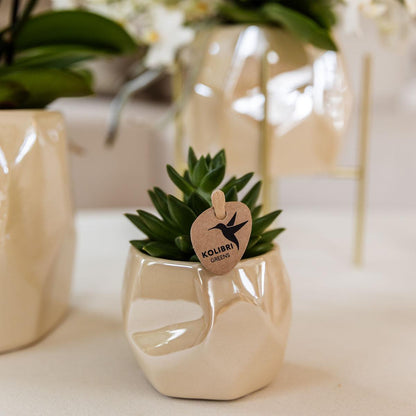 Kolibri Company | Set of plants + decorative pots for dinner table decoration - pot size Ø9cm & Ø6cm | flowering houseplants - fresh from the grower