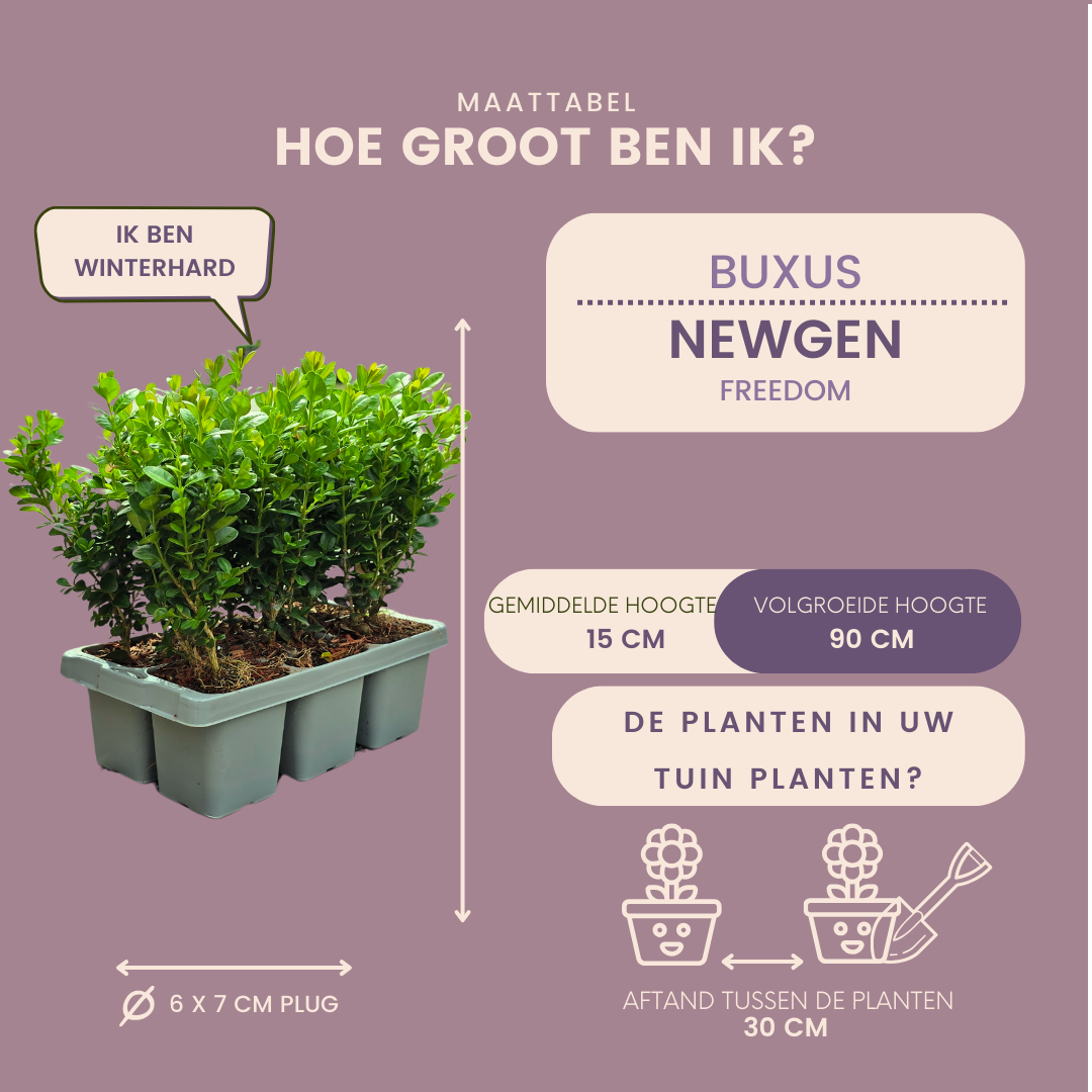 6-Pack – Winterharde Groenblijvende Struiken 6 x Ø7 cm - ↕15 cm