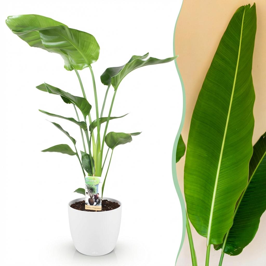 Strelitzia Nicolai 110-120cm