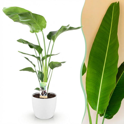 Strelitzia Nicolai 110-120cm