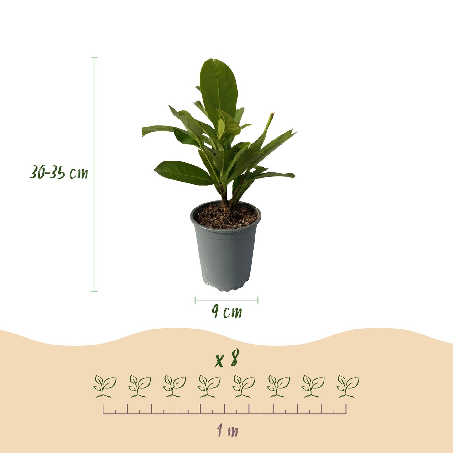 Prunus laurocerasus Rotundifolia - blad groen - 8 planten - 1 strekkende meter - groenblijvend - pot 9cm hoogte 30-35cm