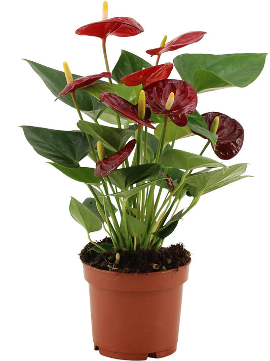 Anthurium Calon - Ø12cm - ↕36cm
