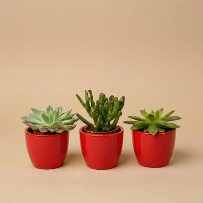 Set: Succulenten (3 stuks)