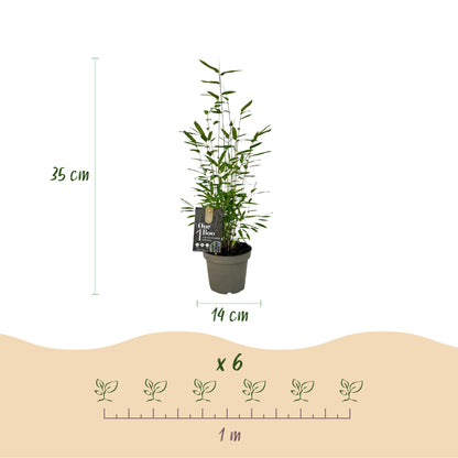 Bamboe: Fargesia Black Dragon (6 Planten)