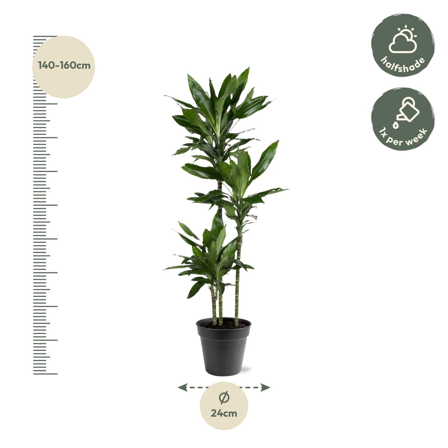 Dracaena Janet Lind - 150-160 cm - ø24