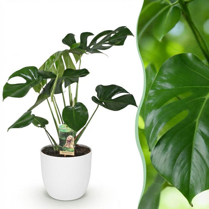 Monstera Deliciosa 70-80cm