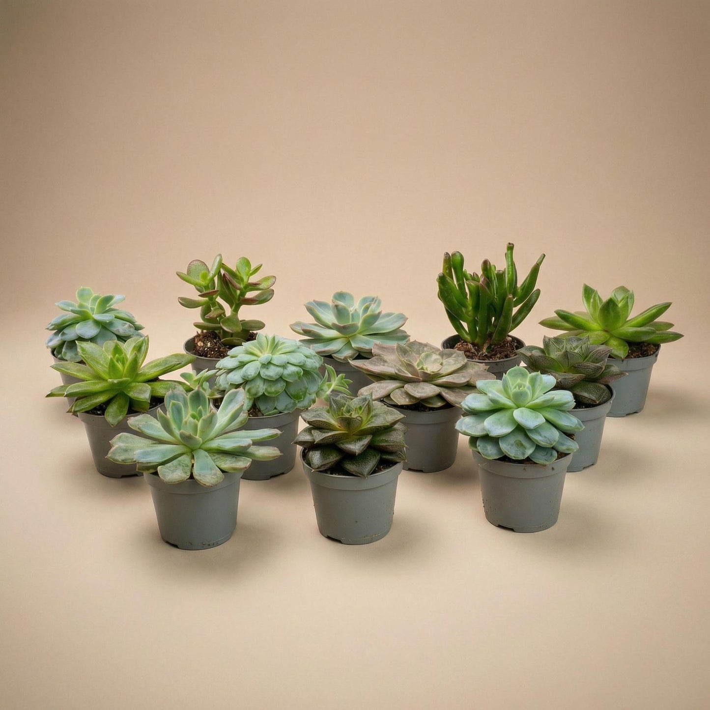 Mix: 12 Succulenten