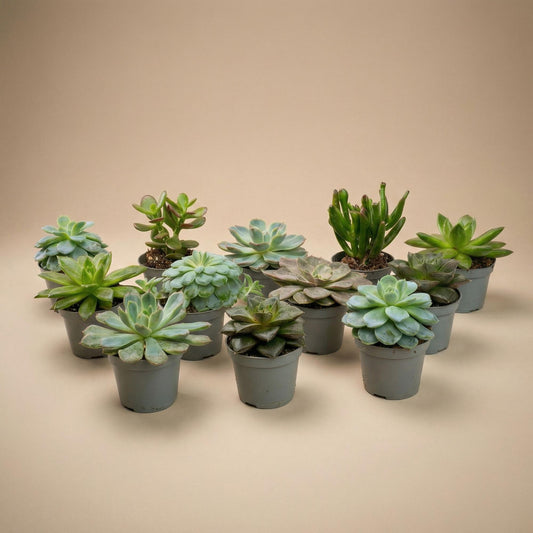 Set: 12 Succulent 6 cm Pots 8–12 cm