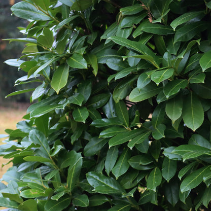Prunus laurocerasus Caucasica- blad groen - 8 planten - 1 strekkende meter - groenblijvend - pot 9cm hoogte 30-35cm