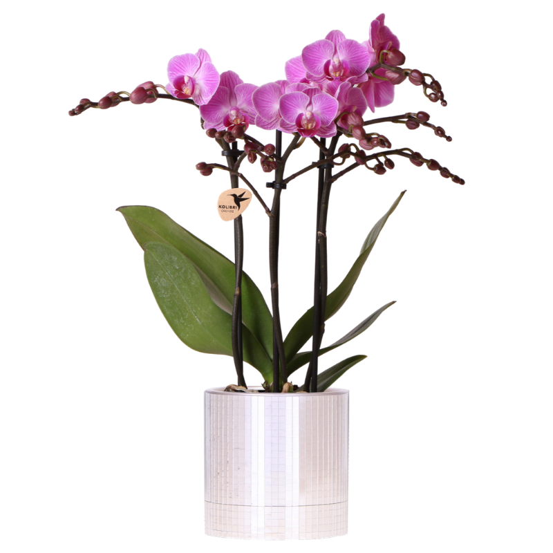 Combo: Paarse Vienna orchidee (Disco sierpot)