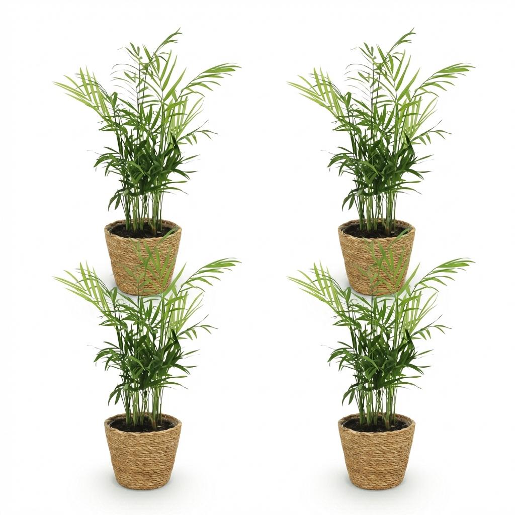 Set: 4 Chamaedorea elegans - Goudpalmen (Huisdiervriendelijk) in mandjes - Hoogte 15cm