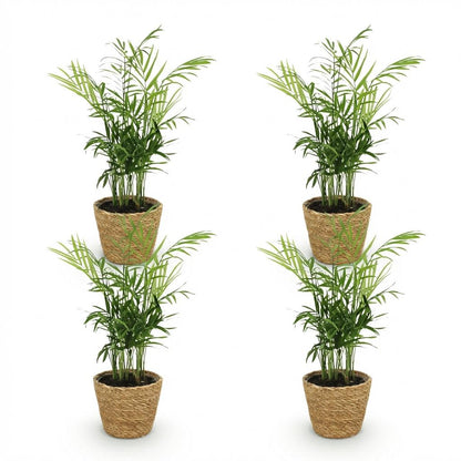 Set: 4 Chamaedorea elegans - Goudpalmen (Huisdiervriendelijk) in mandjes - Hoogte 15cm