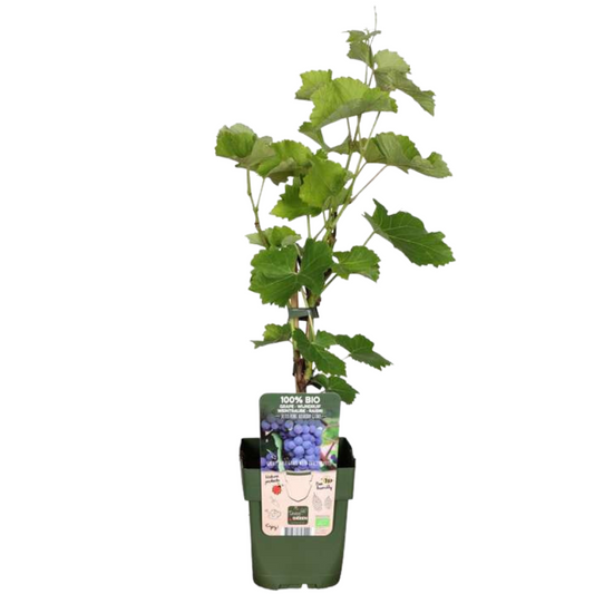 Biologische Druivenplanten (6 planten)