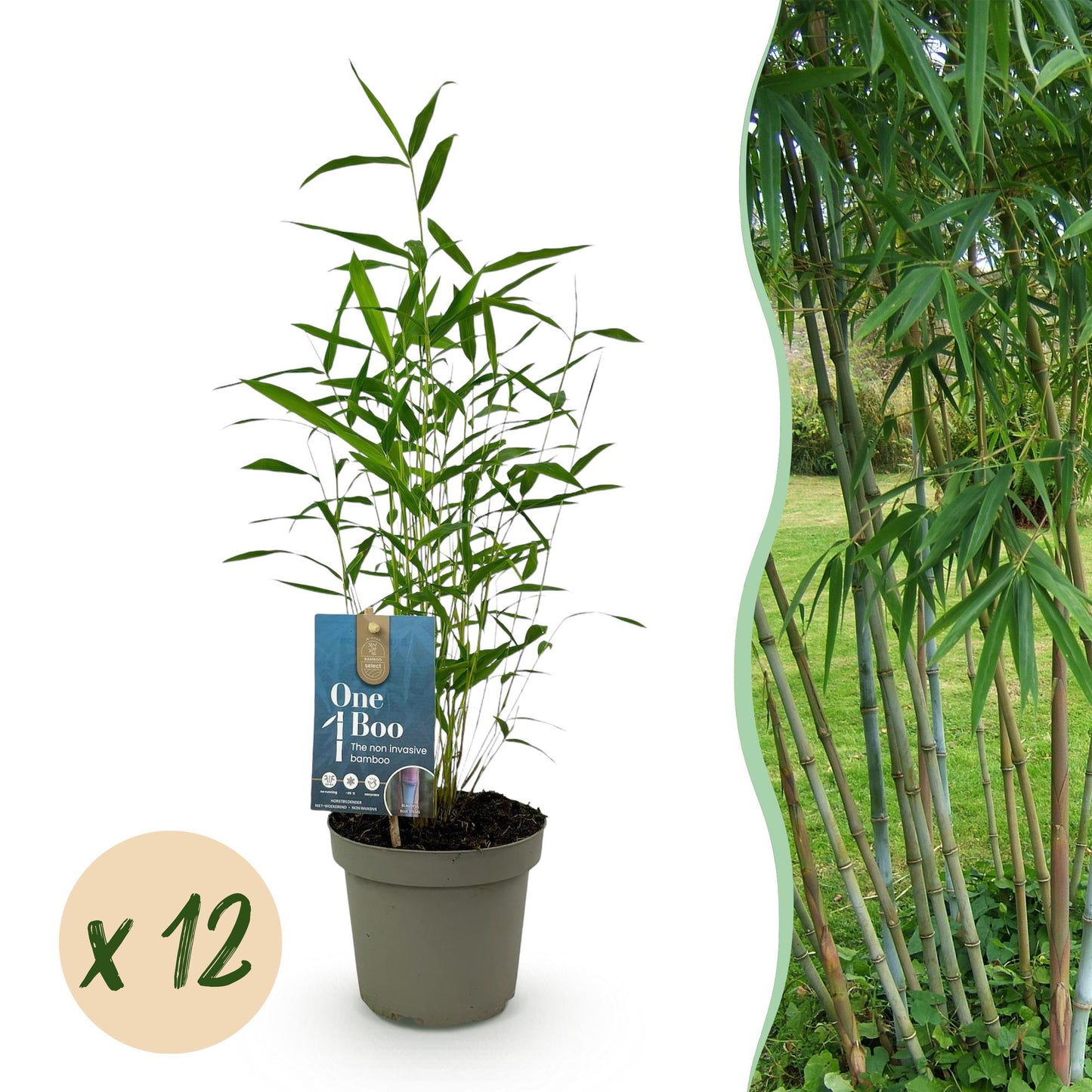 Bamboe: Fargesia Blue Dragon (12 Planten)