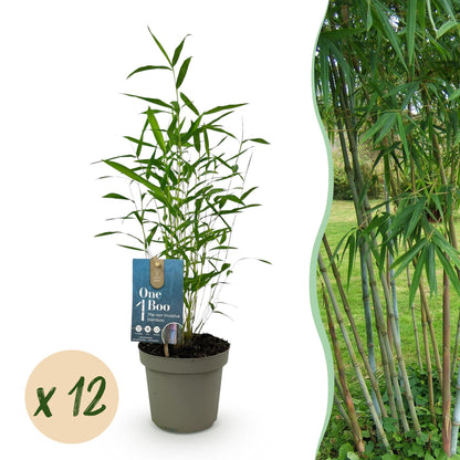 Bamboe: Fargesia Blue Dragon (12 Planten)