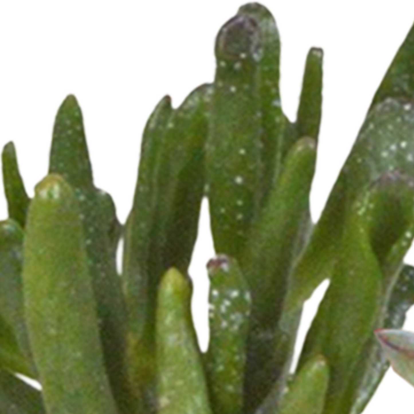 Mix: 15 stuks Cacti en vetplanten 5.5 cm - in witte pot