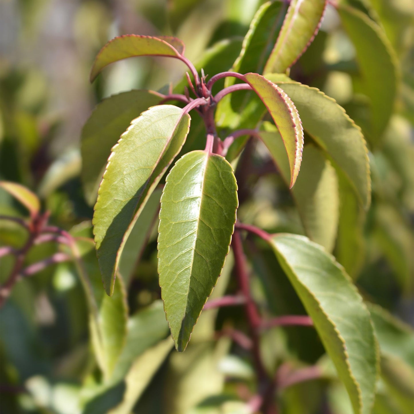 Prunus lusitanica Angustifolia - blad groen - 8 planten - 1 strekkende meter - groenblijvend - pot 9cm hoogte 30-35cm