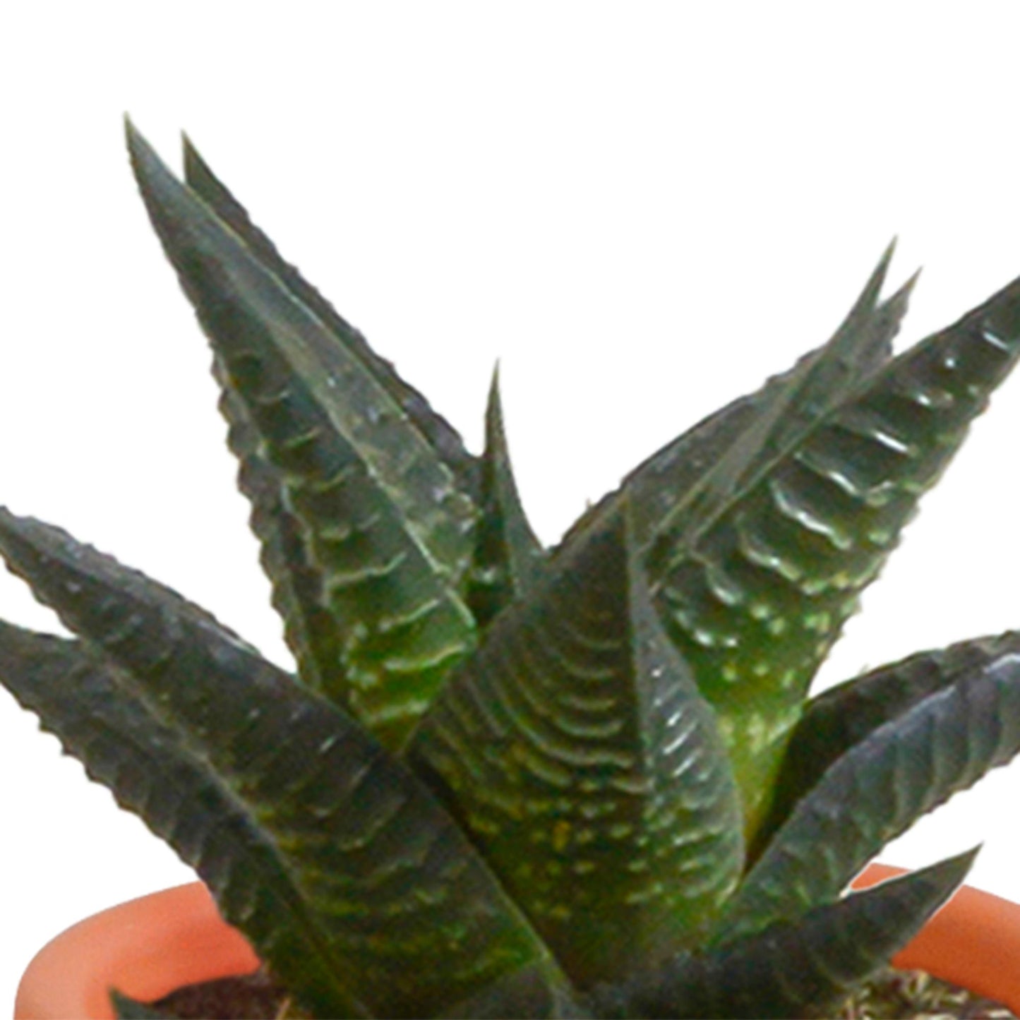 Cactus en vetplanten mix 5.5 cm | 15 stuks - in terracotta pot