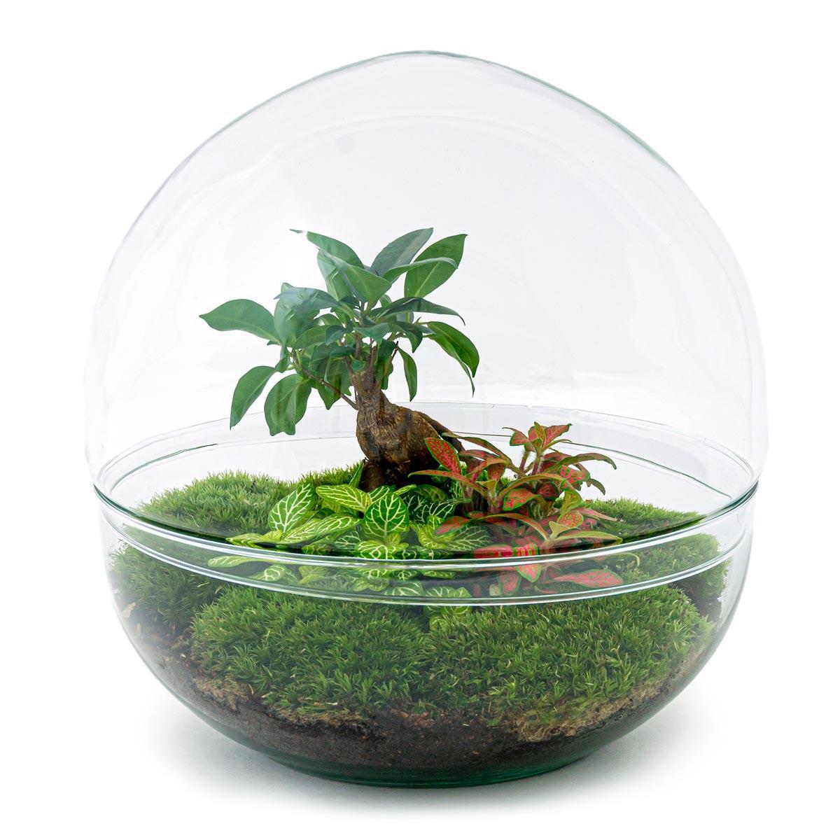 DIY terrarium - Dome XL - Ficus Ginseng Bonsai - ↕ 30 cm - Normal