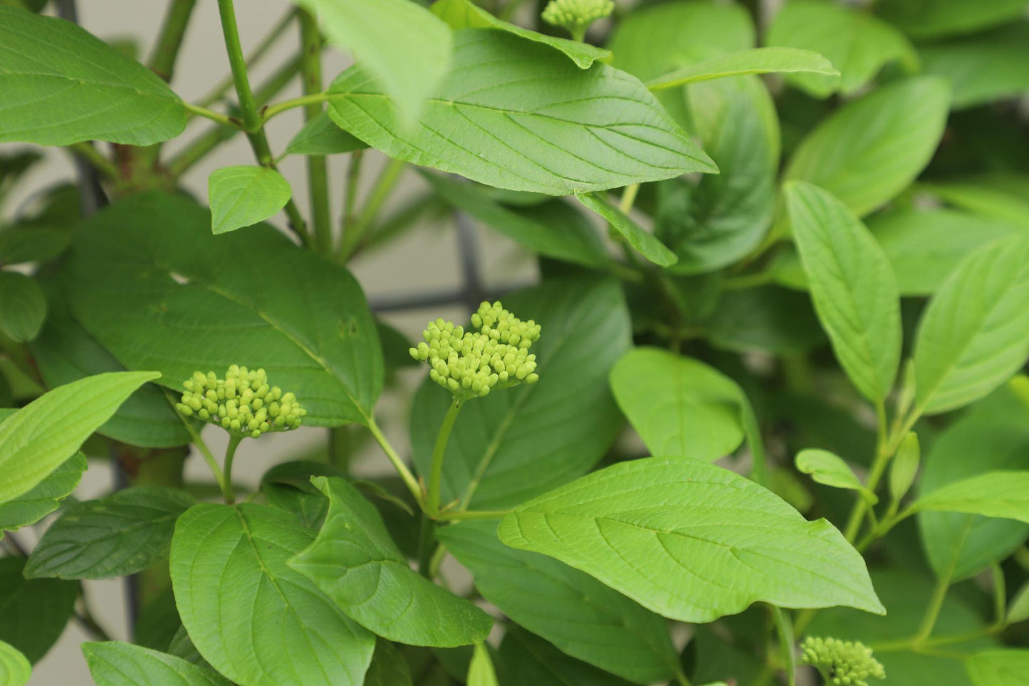 Cornus Stolonifera Flaviramea - Canadese Kornoelje - Kant-en-Klaar Haag - 120 x 40 x 180 cm - 1 pcs