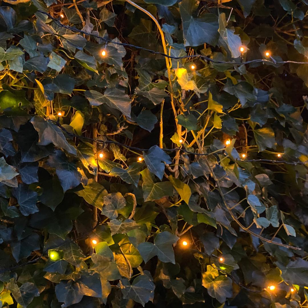 Hedera Hibernica - Klimop - Kant-en-Klaar Haag |  ↔120cm - ↨120 cm