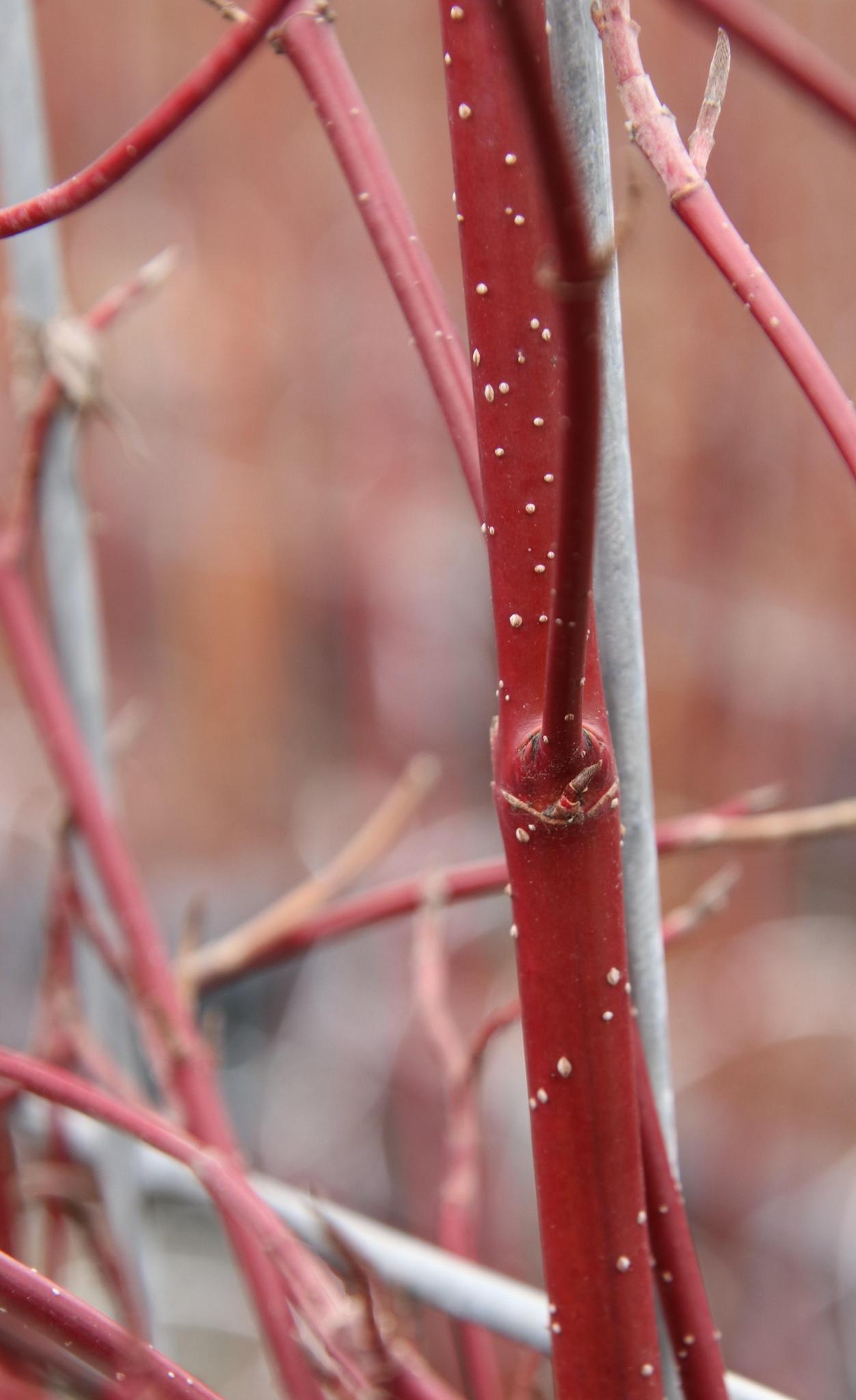 Cornus alba 'Elegantissima' - Witbonte Kornoelje - Kant-en-Klaar Haag - 120 x 40 x 180 cm - 1 pcs