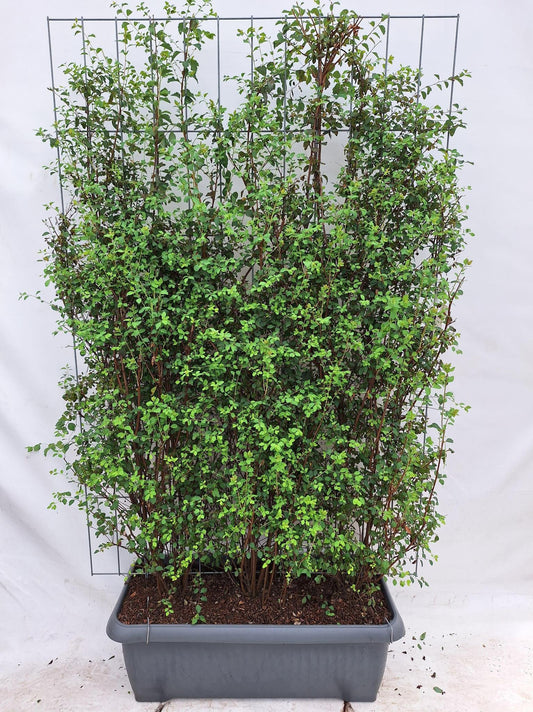 Spiraea Vanhouttei - Spierstruik - Kant-en-Klaar Haag - 120 x 40 x 180 cm