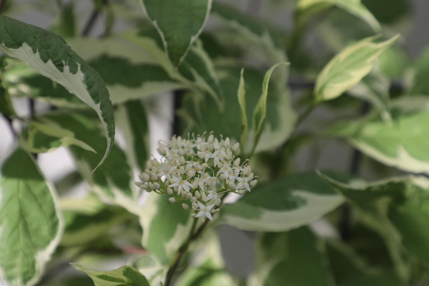 Cornus alba 'Elegantissima' - Witbonte Kornoelje - Kant-en-Klaar Haag - 120 x 40 x 180 cm - 1 pcs