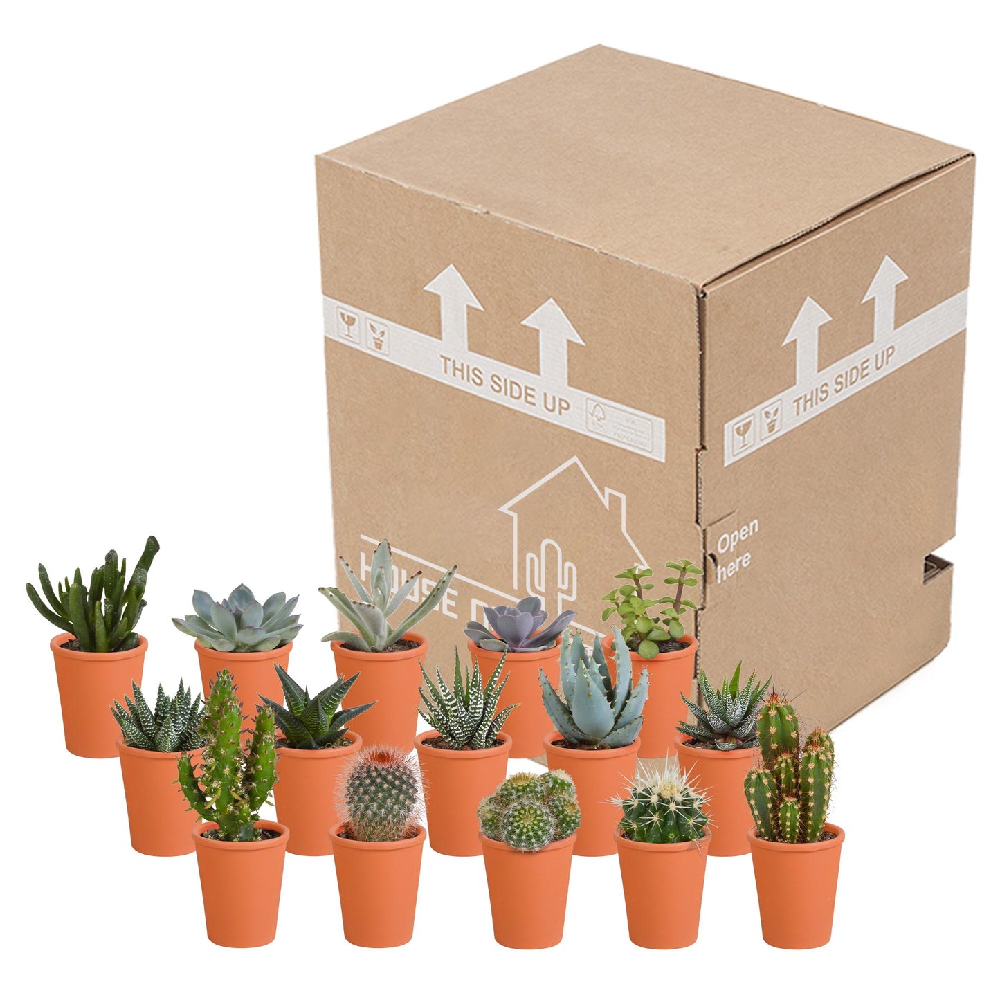 Cactus en vetplanten mix 5.5 cm | 15 stuks - in terracotta pot