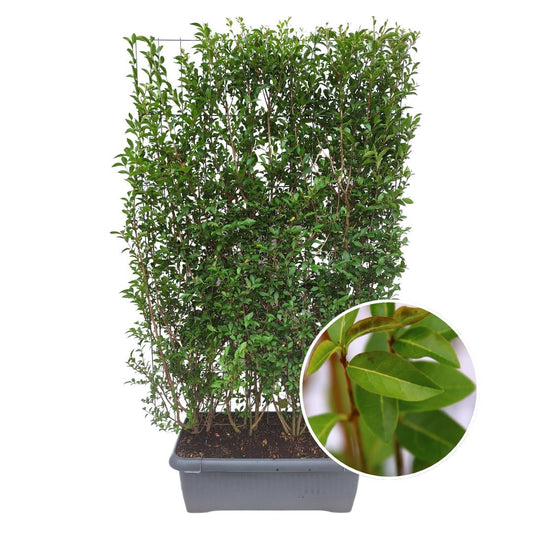 Ligustrum Ovalifolium - Ligusterhaag - Kant-en-Klaar Haag - 120 x 40 x 180 cm