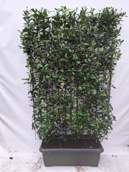 Photinia Fraseri 'Carré Rouge' - Glansmispel - Kant-en-Klaar Haag - 120 x 40 x 180 cm