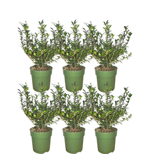 Plants by Frank - 1 meter  Hulst haag - Ilex crenata 'Jenny'® - Set van 6 winterharde haagplanten - Groenblijvende haag - Vers van de kwekerij geleverd