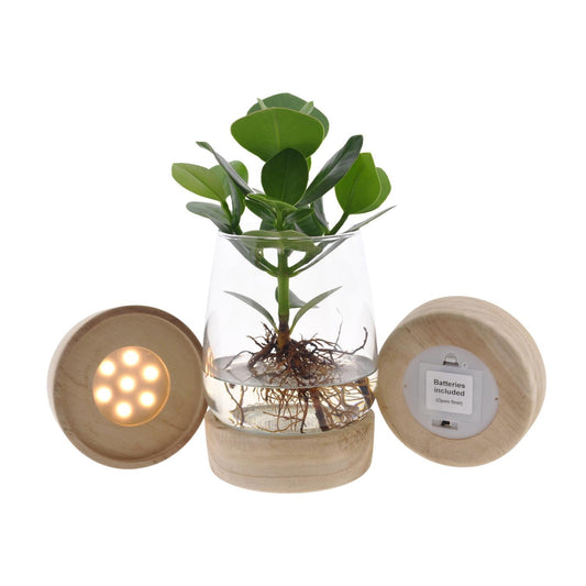 Clusia In Kingston Glas + LED - Ø12 ↕30