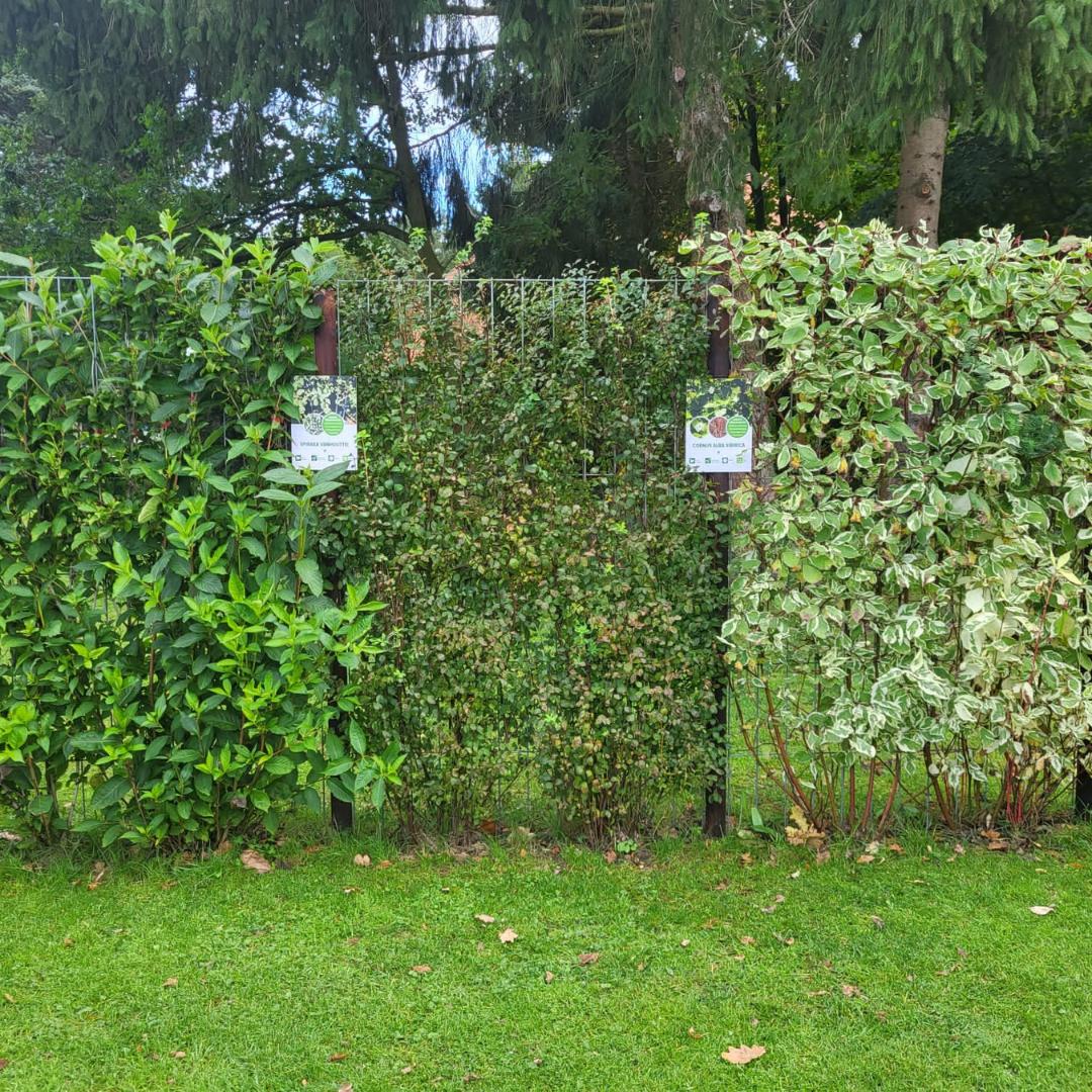 Spiraea Vanhouttei - Spierstruik - Kant-en-Klaar Haag - 120 x 40 x 180 cm