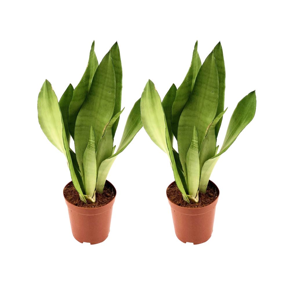 Sanseveria Moonshine - 2 stuks - Ø12cm - ↕35cm