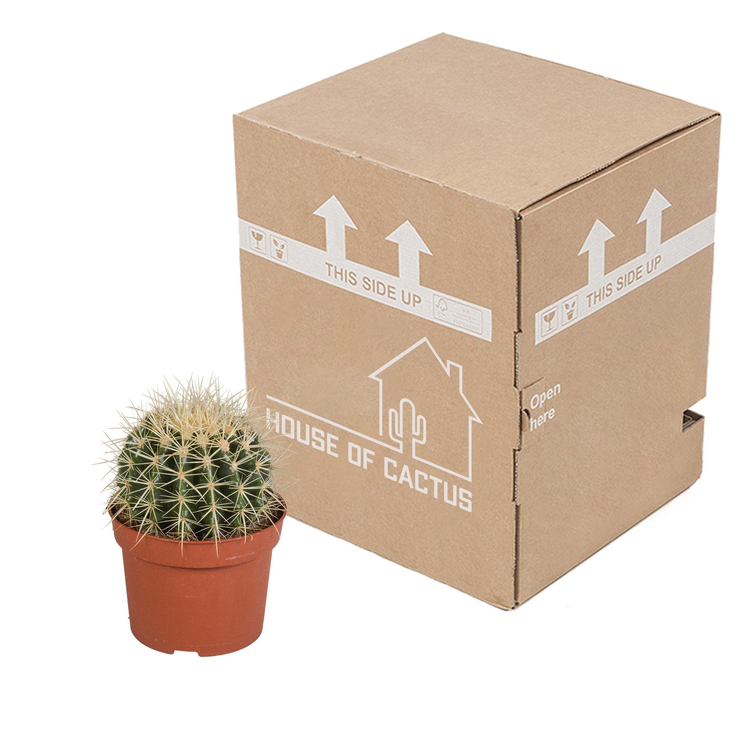 Echinocactus grusonii 12cm