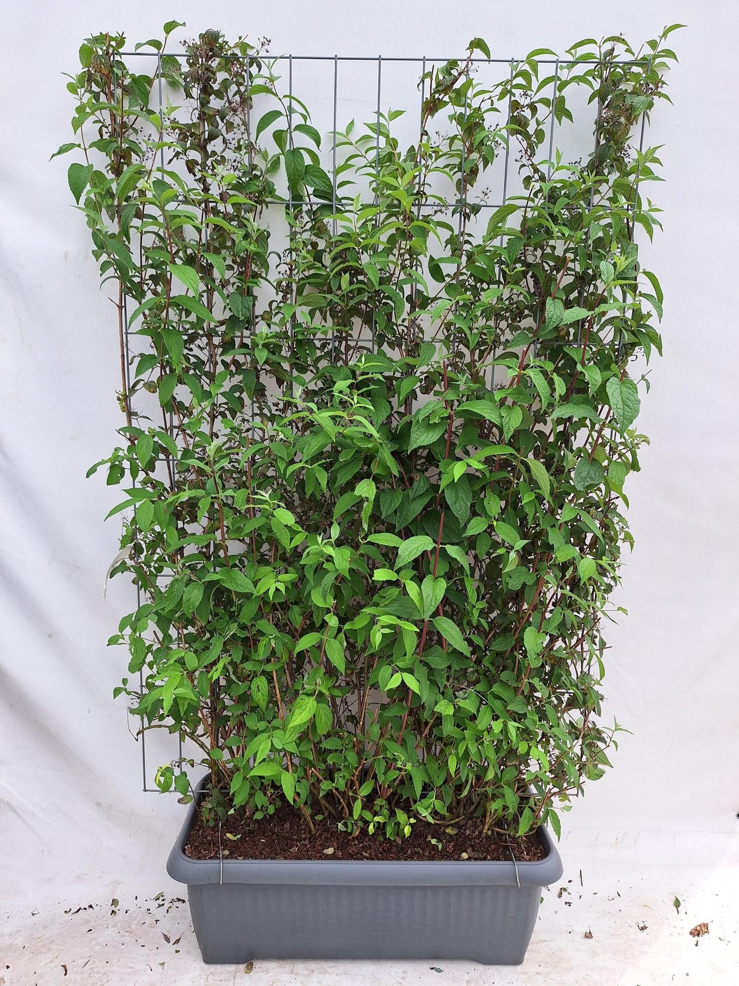Deutzia hybrida 'Mont Rose' - Bruidsbloem - Kant-en-Klaar Haag - 120 x 40 x 180 cm